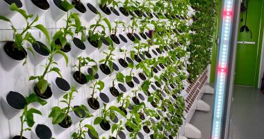 Agricultura Vertical